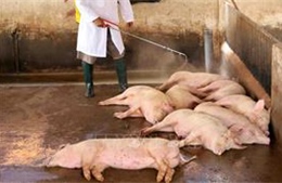Cà Mau thành lập thêm các chốt, trạm kiểm soát dịch tả lợn châu Phi