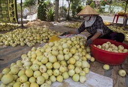 Nông dân Kiên Giang lãi cao nhờ dưa lê được giá