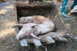 Xuất hiện ổ dịch tả lợn châu Phi đầu tiên tại Kiên Giang