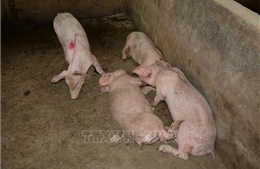 Đồng Tháp phát hiện thêm ổ dịch tả lợn châu Phi