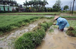 Điện Biên: Mưa lớn giải hạn cho hàng vạn ha cây trồng xác xơ vì nắng nóng