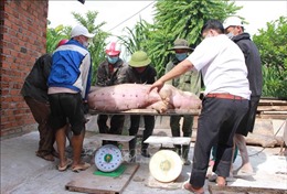 Kiểm soát chặt hoạt động các cơ sở giết mổ để phòng dịch tả lợn châu Phi