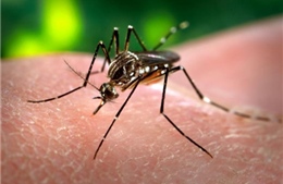 Tích cực kiểm soát dịch sốt Chikungunya lây truyền qua muỗi