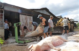 Hai tỉnh mới phát hiện dịch tả lợn châu Phi khẩn trương dập dịch