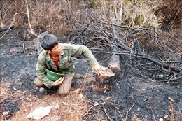 Chuyện về người hùng mở đường băng cản lửa cứu rừng
