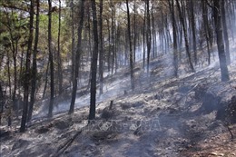 Khống chế được đám cháy rừng thông 40 năm tuổi tại Nghệ An