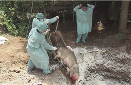 Hỗ trợ các hộ chăn nuôi bị dịch tả lợn châu Phi