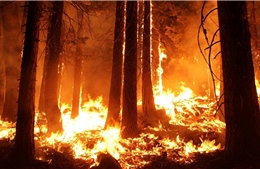 Cháy rừng lan rộng tại Siberia và vùng Viễn Đông của Nga