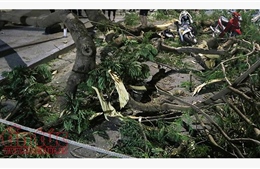 Mưa lớn kèm gió lốc làm đổ cây xanh, hư hỏng nhiều ô tô tại Lâm Đồng