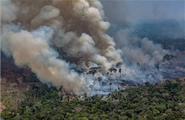 Vùng đất ngập mặn lớn nhất hành tinh tại Brazil bị cháy rừng tàn phá