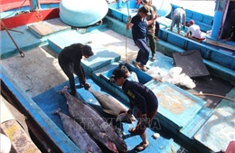 Sản lượng khai thác cá ngừ đại dương Bình Định sụt giảm gần 10%