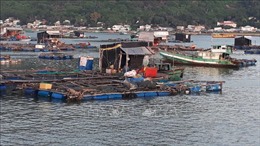 Cá nuôi lồng bè chết hàng loạt tại huyện đảo Kiên Hải