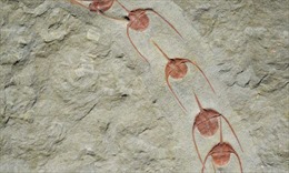 Tập quán bầy đàn xuất hiện từ 500 triệu năm trước