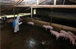 Hưng Yên xử lý dứt điểm các ổ dịch tả lợn châu Phi