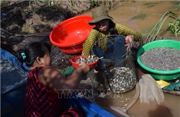 &#39;Ngón nghề&#39; nuôi nhử cá đồng mùa nước nổi