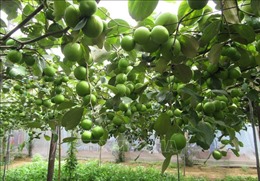 Ninh Thuận mở rộng quy mô trồng táo
