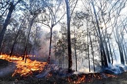 Cháy rừng tại Australia gây thiệt hại nghiêm trọng