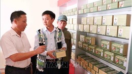 Bài thuốc quý chữa bệnh gan của chàng thanh niên người Mông