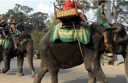Campuchia cấm sử dụng voi phục vụ du khách tại quần thể đền Angkor Wat 