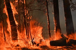 Cháy rừng tại Australia buộc hơn 100 trường học đóng cửa