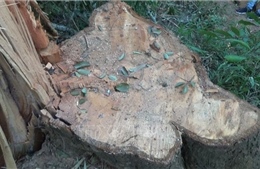 Vụ phá rừng đặc dụng tại Đắk Lắk: Hơn 40m3 gỗ các đối tượng chưa kịp vận chuyển đi