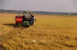  Việt Nam đứng thứ 4 Đông Nam Á về an ninh lương thực