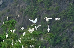 Mùa chim di trú trên đầm Vân Long, Ninh Bình