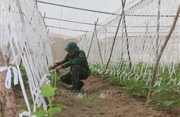 Mô hình nông nghiệp ứng dụng công nghệ cao tại Trung đoàn Minh Đạm