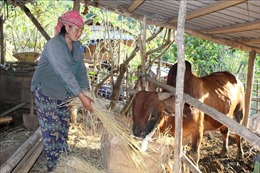 Thanh Hóa: Phát triển kinh tế - xã hội vùng đồng bào dân tộc Mông đặc biệt khó khăn