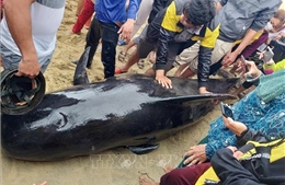 Quảng Ngãi: Nỗ lực cứu cá voi khoảng 700 kg dạt vào bờ biển