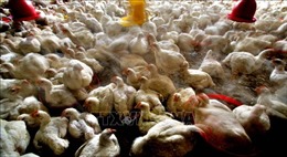 Ngành chăn nuôi gia cầm Ấn Độ mất 182 triệu USD do tin đồn dịch COVID-19