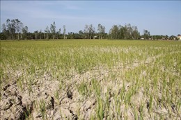Nhiều diện tích lúa tại Thừa Thiên - Huế bị chết do xâm nhập mặn