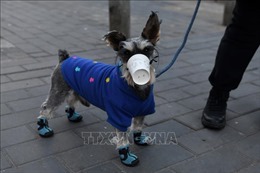 Hong Kong ghi nhận thêm một chú chó mắc bệnh COVID-19