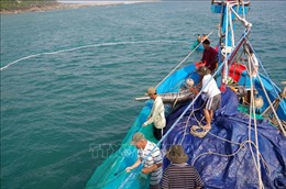 Dịch COVID-19: Cá rớt giá, ngư dân vẫn kiên cường bám biển