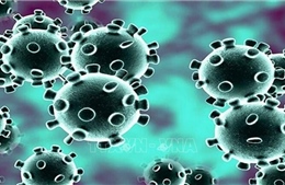 Nhật Bản tìm ra hướng chữa trị các triệu chứng viêm phổi nặng do virus SARS-CoV-2