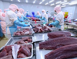Khắc phục khó khăn để giữ thị trường xuất khẩu cá ngừ