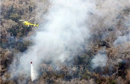 Cảnh báo cháy rừng ở Amazon làm trầm trọng hơn tình hình dịch bệnh COVID-19 