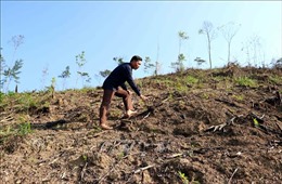 Xác minh, làm rõ trách nhiệm vụ phá rừng phòng hộ tại Lăng Chua, Tuyên Quang