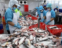 Giá cá tra chạm đáy, nông dân lỗ 5.000 đồng/kg
