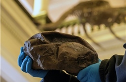 Phát hiện hóa thạch quả trứng thằn lằn lớn nhất trong thời đại khủng long