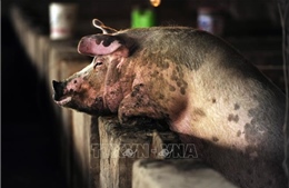WHO thận trọng với chủng virus cúm lợn mới tại Trung Quốc