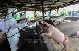 LHQ kêu gọi khẩn cấp hợp tác toàn cầu để ngăn chặn dịch tả lợn châu Phi
