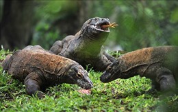 Indonesia hạn chế số khách du lịch tham quan đảo rồng Komodo