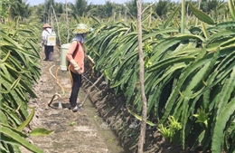 Phát triển bền vững các vùng chuyên canh - Bài 1: Đa dạng vùng trồng