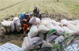 Thị trường nông sản tuần qua: Giá lúa ổn định, cà phê phục hồi