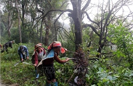 Gắn bảo vệ rừng với tạo sinh kế cho người dân vùng cao