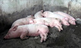 Phát hiện ổ dịch tả lợn châu Phi tại Hong Kong (Trung Quốc)