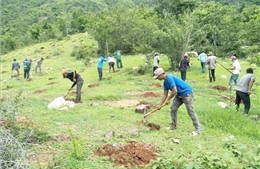 Ninh Thuận phát triển rừng gắn với cải thiện sinh kế cho người dân