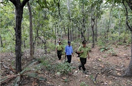 Thủ tướng chỉ thị về chương trình trồng 1 tỷ cây xanh và bảo vệ, phát triển rừng