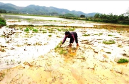 Nông dân Quảng Bình gặp khó khi ruộng bị đất, đá bồi lấp